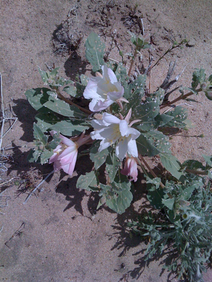 Desert flowers 1