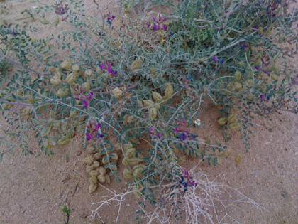 Desert flowers 2